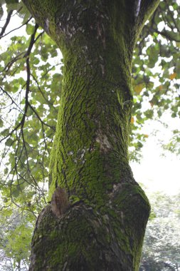 Ağaç gövdesi, bitki ve yapraklar.