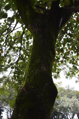 Ormanda yeşil ağaç, bitki örtüsü ve doğa