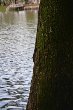 Ağaç dalları, doğa bitki örtüsü.