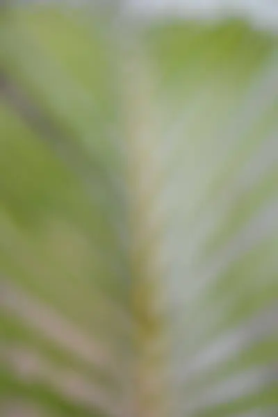 Bulanık yeşil yaprak arka planı. tropik yaprak.