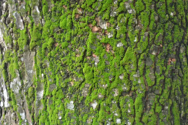 ağaç kabuğu dokusu arkaplanı.