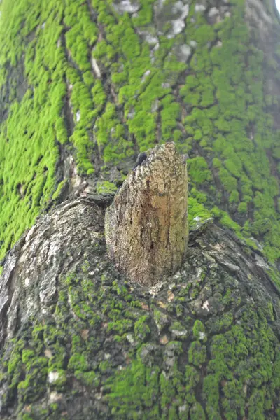 Ağaçta yeşil yaprak