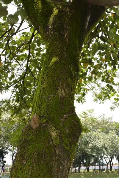 Yeşil yapraklı ağaç gövdesi