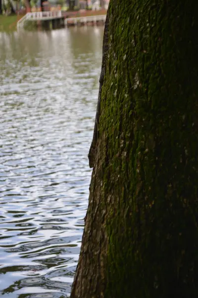 Ağaç dalları, doğa bitki örtüsü.