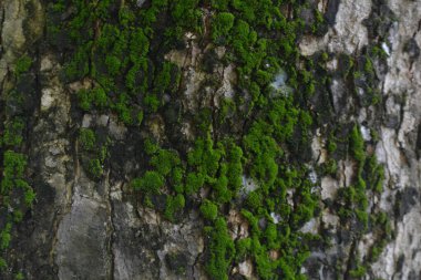 Ağaç gövdesinde yosun var.