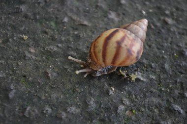 Salyangoz yerde sürünüyor.