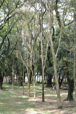 Parkın ağaçları.