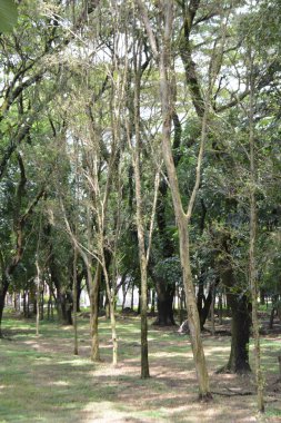 Ormanda yeşil ağaçlar