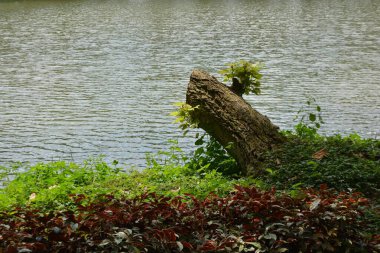 Göldeki güzel bir ağaç görüntüsü.
