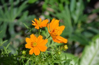 Bahçedeki güzel çiçekler