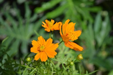 Güzel kadife çiçeği Çiçek bahçesinde