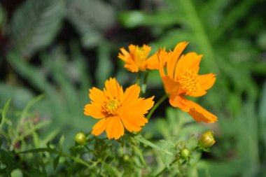 Bahçedeki portakal çiçekleri