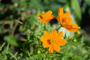 turuncu kadife çiçeği çiçek bahçesinde