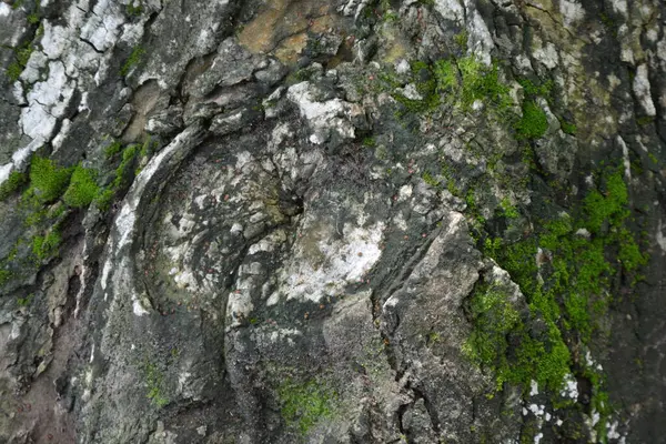 yeşil ağaç kabuğu, doğa ve çevre