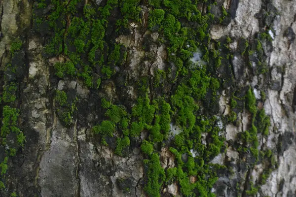 Ağaç gövdesinde yosun var.