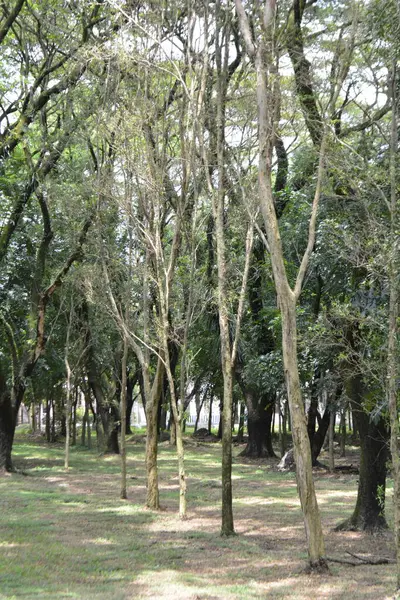 Parkın ağaçları.