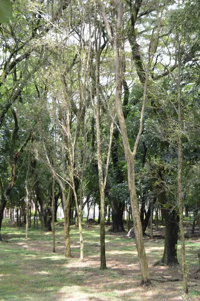 Ormanda yeşil ağaçlar