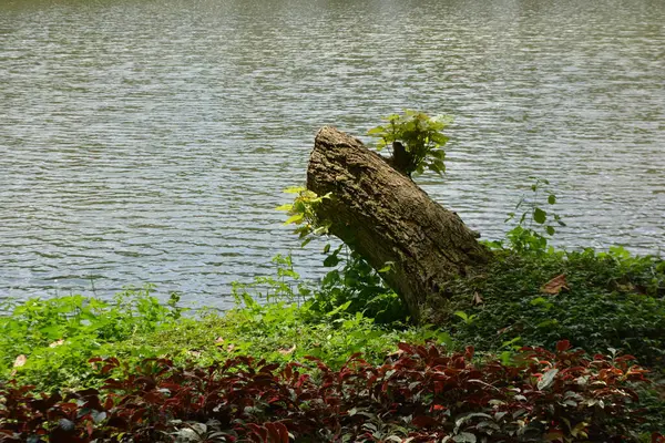 Parkın güzel manzarası