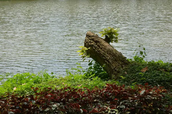 Göldeki güzel bir ağaç görüntüsü.