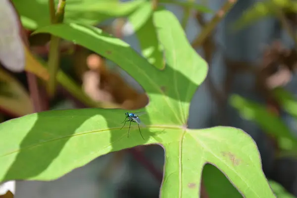 Yeşil yaprağın üzerindeki yusufçuğun yakın görüntüsü