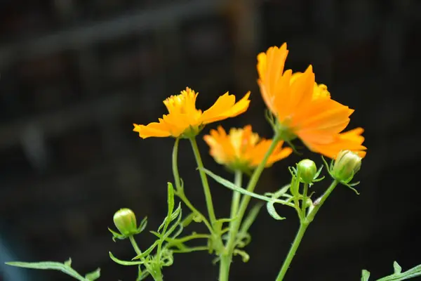 Bahçenin arka planında sarı kadife çiçeği,
