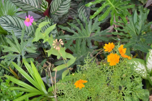 doğada güzel çiçek