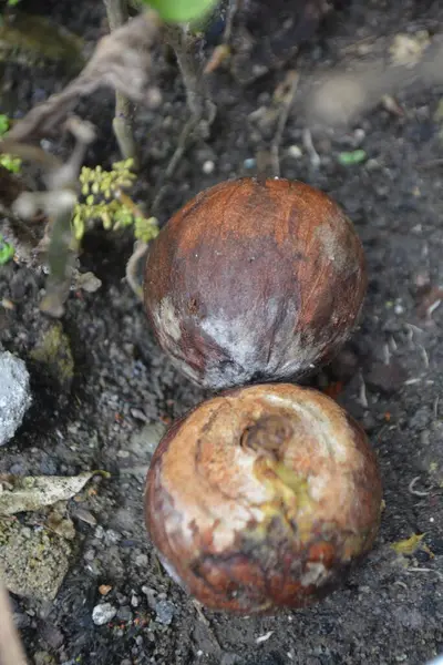 İki kestane ormanda yağmurdan sonra yerde yatar.