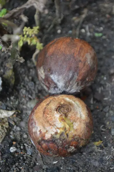 Kütüğün üzerinde mantarlar