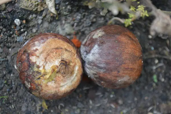 Kestaneleri ağaca yakın tut.