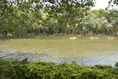 Parkta yeşil çimenli gölet