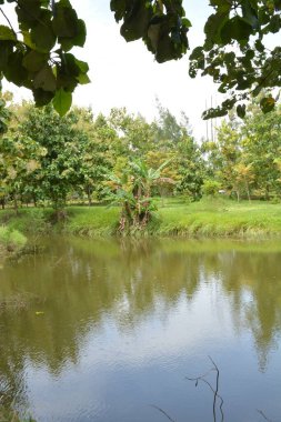 Parktaki nehrin güzel manzarası