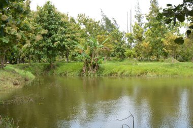 yeşil gölet ve bitkiler.
