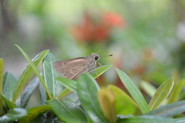 Yeşil yaprağın üzerinde beyaz bir kelebeğin güzel manzarası