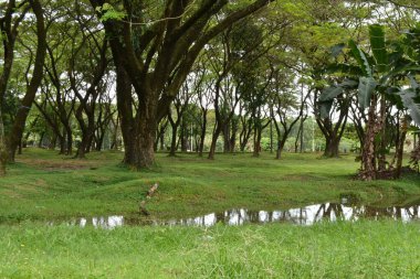 Parkın güzel manzarası