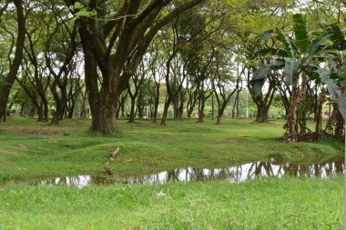 Bahçedeki Güzel Yeşil Ağaçlar