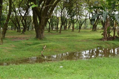 Ormandaki nehrin güzel bir görüntüsü