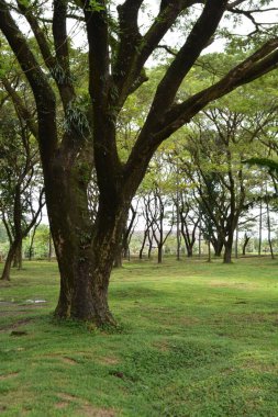 Parkın güzel manzarası