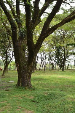 Parktaki yeşil ağaç