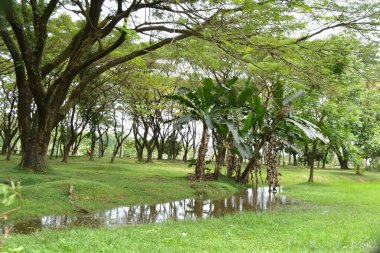 Parktaki yeşil ağaçlar
