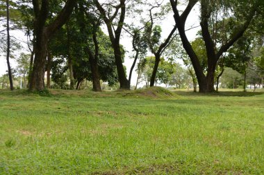 Parkta yeşil çimenler