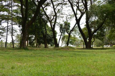 Ormanda yeşil ağaçlar