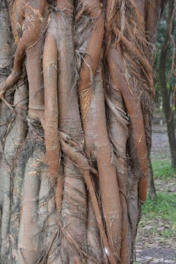 Ağaçların kökü, Tayland 'da