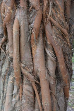 Bahçedeki ağaç kökleri