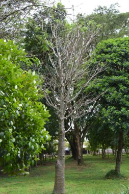 Parktaki yeşil ağaç