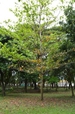 Sonbahar yaprakları, sonbahar bitkileri