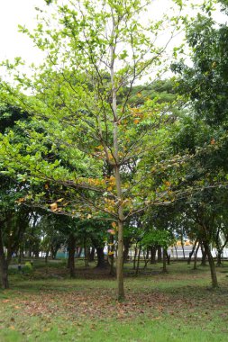 Ormanda yeşil yapraklar