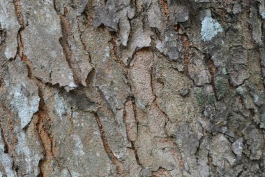 yaşlı bir ağaç kabuğu dokusu