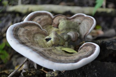 Ormanda büyüyen beyaz mantarlar