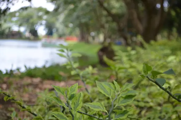 Parkın güzel manzarası