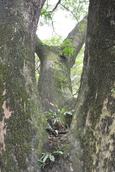 Bahçedeki ağaç gövdesi